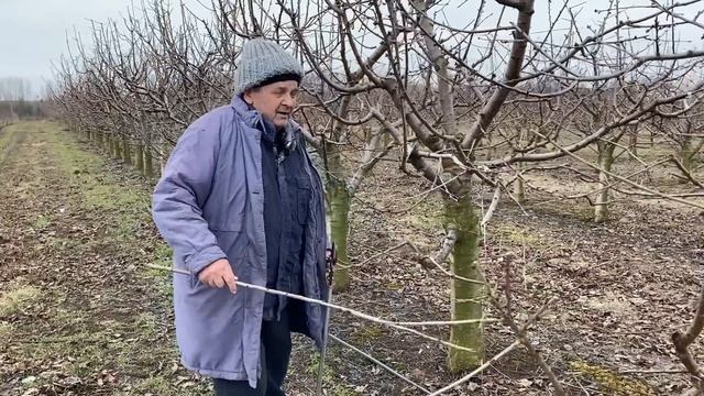 Как обрезать черешни на снижение высоты деревьев . Ньюансы в опылении черешни . смотреть онлайн