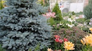 Что делать с хвойниками ВЕСНОЙ? Весенний уход за хвойными: туя, можжевельник, советы и опыт Евгении