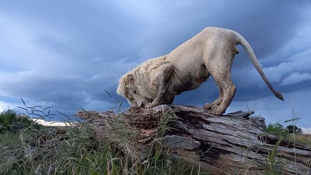 Видео для релакса. Грозовое небо и мраморные львы. смотреть онлайн