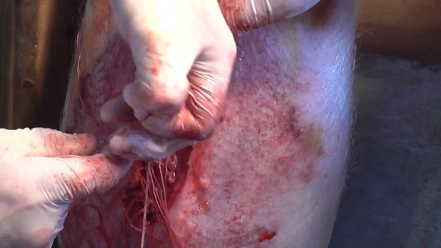 Грыжесечение у хрячка (ч. 2). Umbilical hernia. Docent A.D. Stepanov, ПДАТУ смотреть онлайн