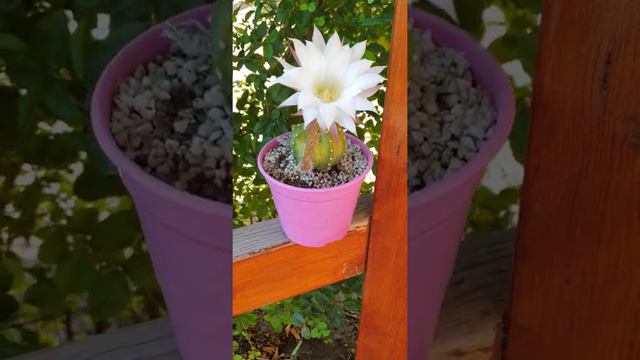 Echinopsis Subdenudata Cactus in Single Bloom смотреть онлайн