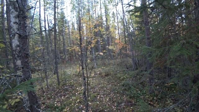 Охота на рябчика с манком / добыл двух самцов / Охота на боровую дичь смотреть онлайн