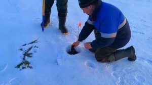 охота весной на гуся Кольский 2019