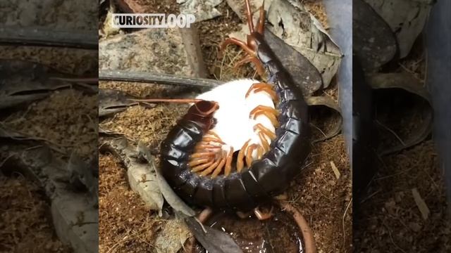 Centipede Feeding Up Close – Giant Centipedes Biting And Eating смотреть онлайн