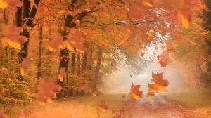 А Я НЕСУ ТЕБЕ ЦВЕТЫ