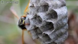 Как осы строят своё гнездо
