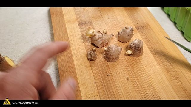 Выращивание авокадо и микрозелени дома