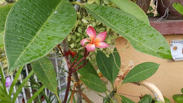 Pink Plumeria Flower / Plumeria Flower No. 1