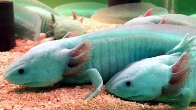 Взрослая личинка , аксолотль смотреть онлайн