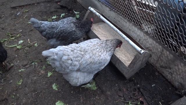 Какие на Кубани Рассветы😊 Намололи зерносмесь🐔 Все есть - неситесь😍 Живем в своем доме🧡 смотреть онлайн