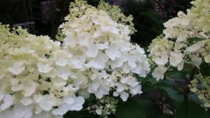 МЕТЕЛЬЧАТАЯ ГОРТЕНЗИЯ  SILVER DOLLAR