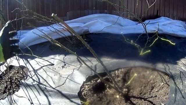 весенняя обрезка английских роз смотреть онлайн