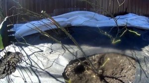 весенняя обрезка английских роз