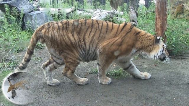 tigre siberiano: El felino más grande del mundo - documental de animales salvajes смотреть онлайн