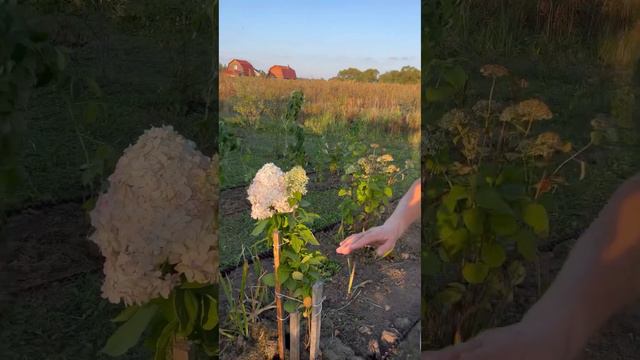 На даче у Андрюшиной сестры смотреть онлайн