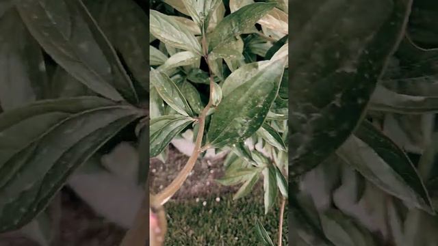 peonies ready to bloom and had flower смотреть онлайн