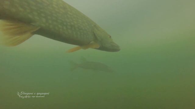 Наедине с природой: пора предвесенья (2020) смотреть онлайн