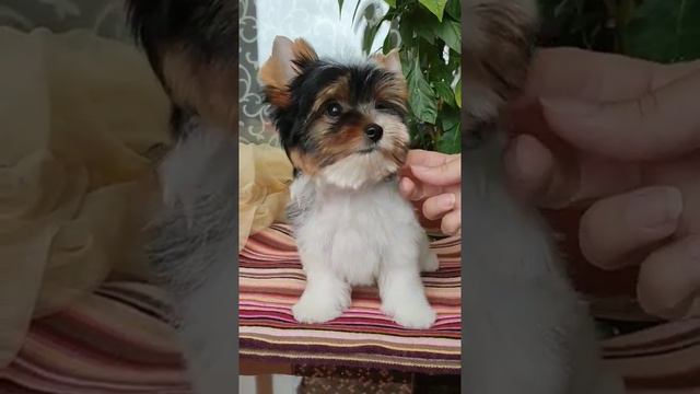 биверы в самаре, дэлайт оф соулз смотреть онлайн