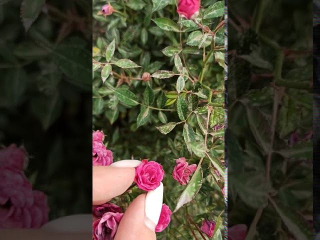 Baby Crimson. Бэби Кримсон. @rose_bushes161 смотреть онлайн