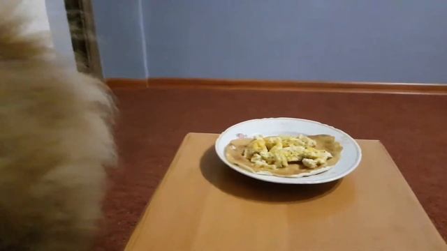 Чау-чау Персей есть блин с курицей смотреть онлайн