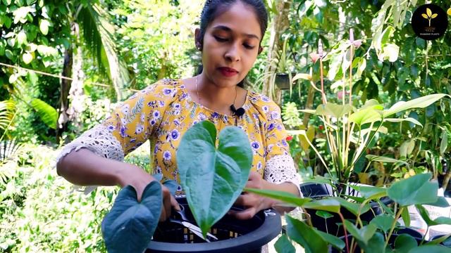 9 Anthurium Plant Care Tips / ගෙදර ඉදන් සල්ලි හොයන්න ඇන්තූරියම් / Sri Lanka 2022 / Clear Explanatio