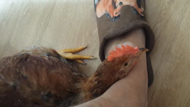 Верная собачка, ой, то есть птичка...像狗一樣 смотреть онлайн