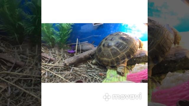 Что можно кушать черепахи смотреть онлайн