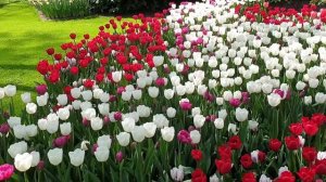 ? История тюльпанов и Королевский парк цветов Нидерландов