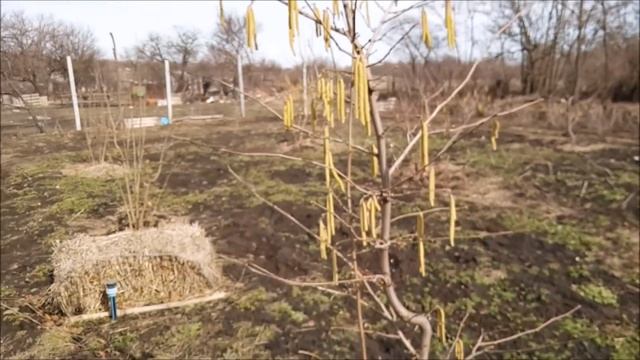 Фундук. Цветение. Весна 2019. смотреть онлайн