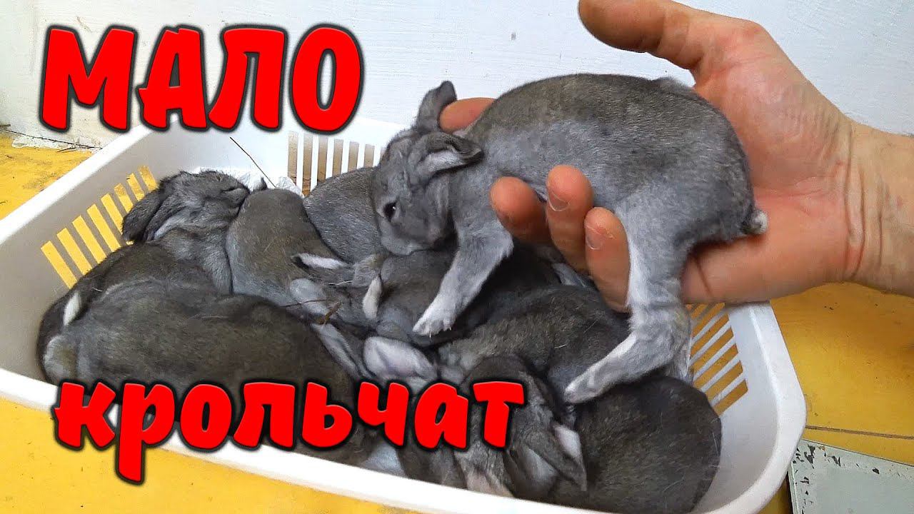 Почему крольчиха родила мало крольчат? / Малоплодные окролы смотреть онлайн