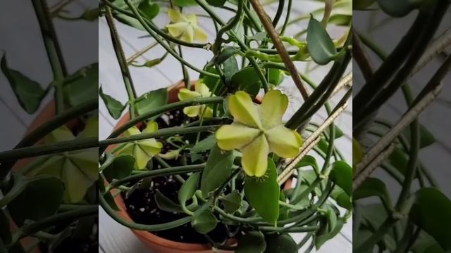 Церопегия Сандерсона смотреть онлайн