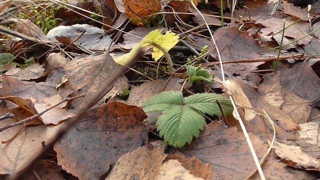 Фредерик Шопен Хрустальная грусть смотреть онлайн