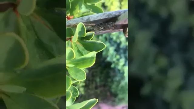 Барбарис кустарник. Обрезка барбариса летом смотреть онлайн