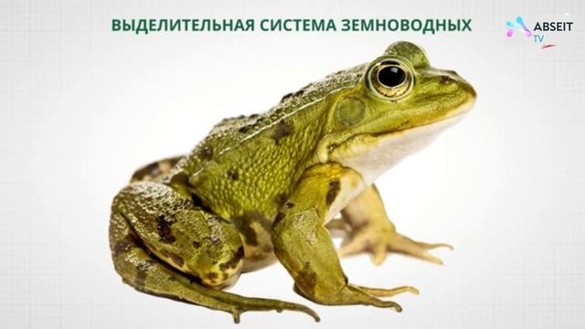 Выделительная система животных / Биология 7 класс / Абсеитов Толенген смотреть онлайн