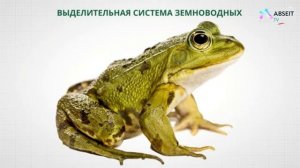 Выделительная система животных / Биология 7 класс / Абсеитов Толенген