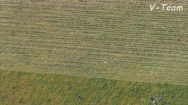 Уиппеты STANGERS LAND BRIZA (К) - RUSSKI PARK DANAYA (Б). CACIL-CACL 2019. Курсинг на Ярославке. смотреть онлайн