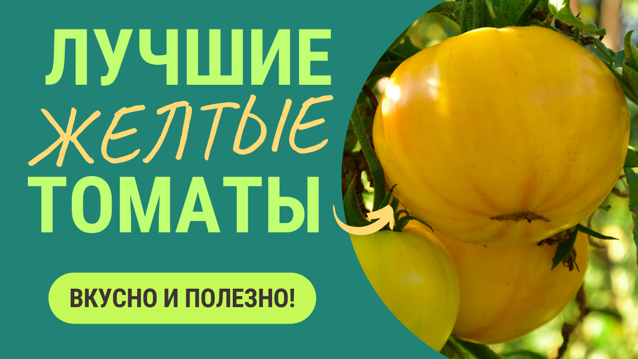 Самые солнечные помидоры. Лучшие сорта желтых томатов. Эти томаты даже лечат болезни! смотреть онлайн