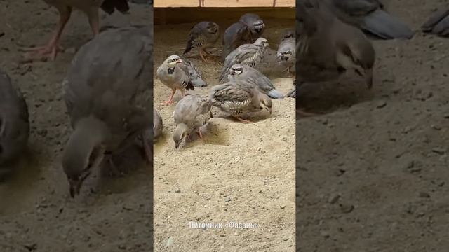 Кеклики первый день в вольере. смотреть онлайн