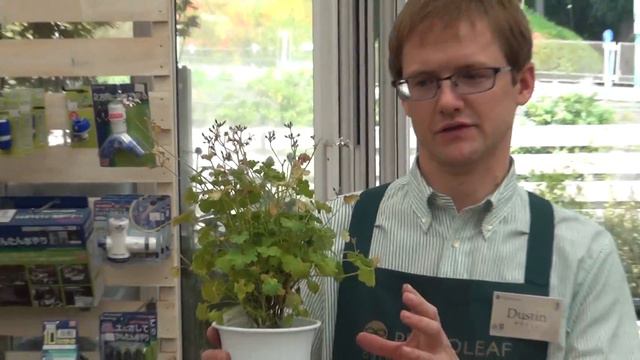 How to Grow and Care for Herb geranium смотреть онлайн