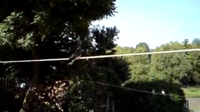 Ласточки учатся летать смотреть онлайн