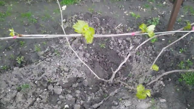 Первая корневая подкормка.Состояни молодых кустов винограда 12мая 2021года. смотреть онлайн