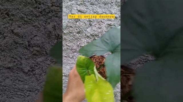 Syngonium Yellow Variegata For Sale