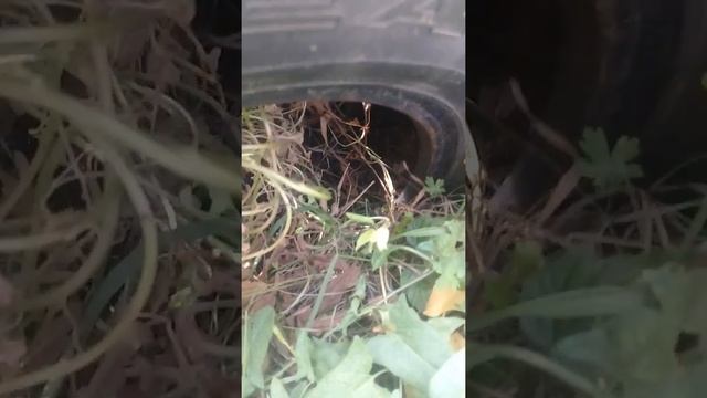 про каштан. почему не растет.барнаул 20l9 смотреть онлайн