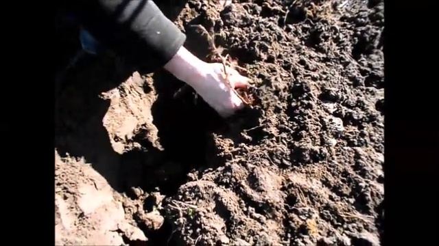 Два самых простых и надежных способа размножения ежевики Черная Магия смотреть онлайн