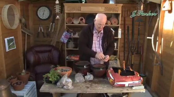 How to Plant Jonquilla Narcissi: Spring Garden Guide