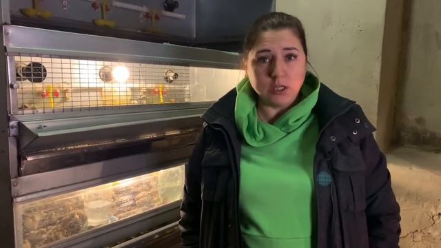 Условия содержания перепелов. Температура. МОИ перепела смотреть онлайн