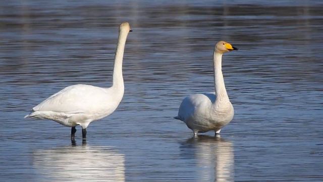 Парочка лебедей кликунов смотреть онлайн