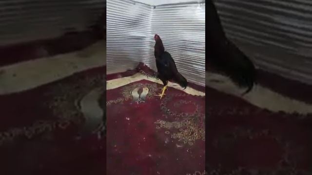 Бойсовский петух породы шамо смотреть онлайн