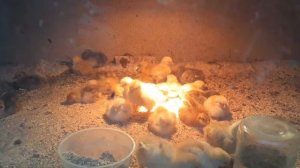 Брудер Своими Руками и Красная лампа для цыплят