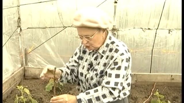 Сажаем рассаду огурцов смотреть онлайн